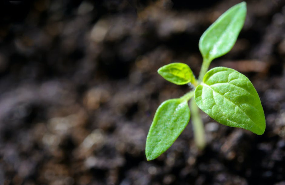 Is een luchtzuiverende plant echt goed voor je gezondheid?