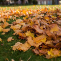 Hoe dik mag een laag bladeren op het gazon liggen in november zonder dat het gras lijdt