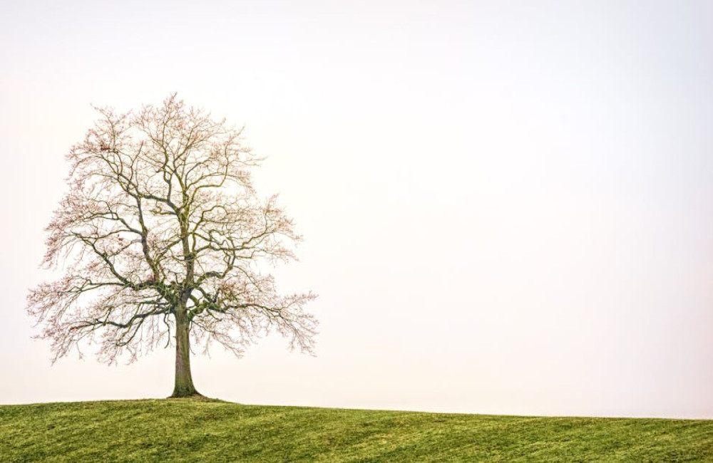 Waarom bomen planten goed is voor je gezondheid én het milieu