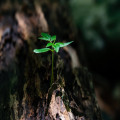 Welke planten zuiveren de lucht in huis het beste?