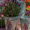 Welke planten houden muggen weg op je balkon in de zomer