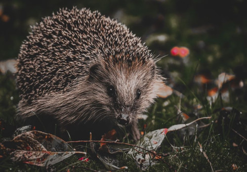 Wat doe je als een egel in november overdag door je tuin loopt en hoeveel moet hij wegen?