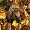 Hoe maak je in oktober een bladhoop waarin een egel kan overwinteren?