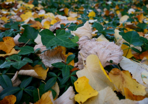 Kun je herfstblad van een eik in de composthoop doen of duurt dat te lang?