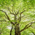 Waarom bomen planten goed is voor jouw gezondheid én het klimaat