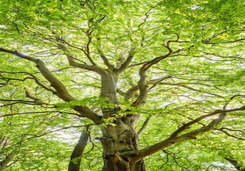 Waarom bomen planten goed is voor jouw gezondheid én het klimaat