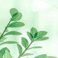 Welke planten dragen bij aan gezonde luchtkwaliteit in huis