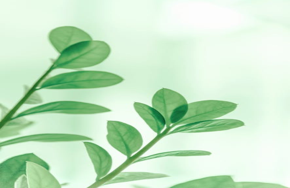 Welke planten dragen bij aan gezonde luchtkwaliteit in huis