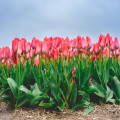 Hoe diep plant je tulpenbollen in oktober en werkt de regel van 3 keer de bolhoogte?