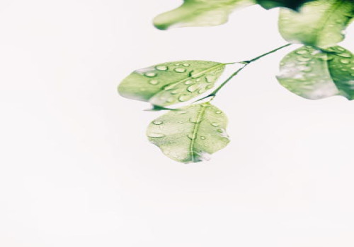 Hoe dragen groene keuzes bij aan een gezondere toekomst?