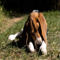 Nederlandse naam beagle: bestaat er een Nederlandse variant?