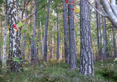 Nieuwe wettelijke regels voor natuurbegraven