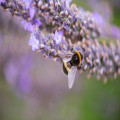 Welke tuinplanten trekken in juni de meeste bijen en vlinders aan