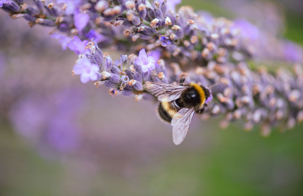 Welke tuinplanten trekken in juni de meeste bijen en vlinders aan