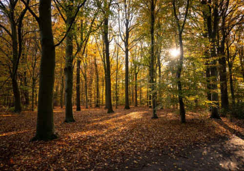 Hoeveel vitamine D heb je vanaf oktober nodig als je in Nederland binnen werkt?