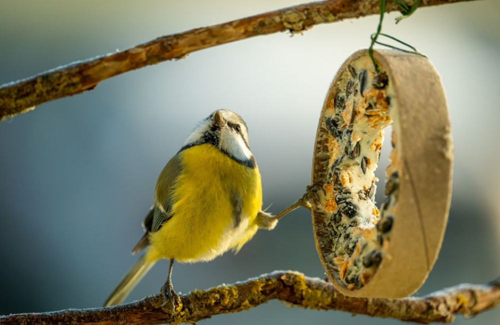 Welk voer geef je tuinvogels in november en hoeveel vetbollen hang je op in een tuin