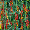 Hoe vaak moet je dieven uitbreken bij tomatenplanten in juli voor meer oogst?