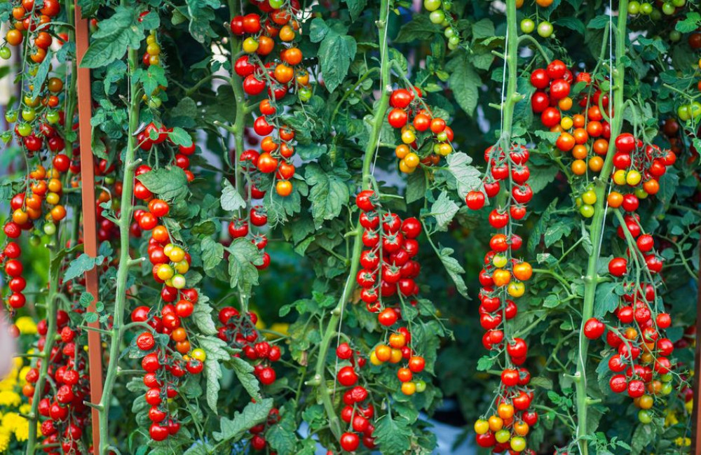 Hoe vaak moet je dieven uitbreken bij tomatenplanten in juli voor meer oogst?