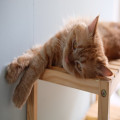 Salie giftig voor katten: zo zit het met deze kruidenplant