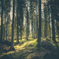 Geniet van de natuur van Nederland