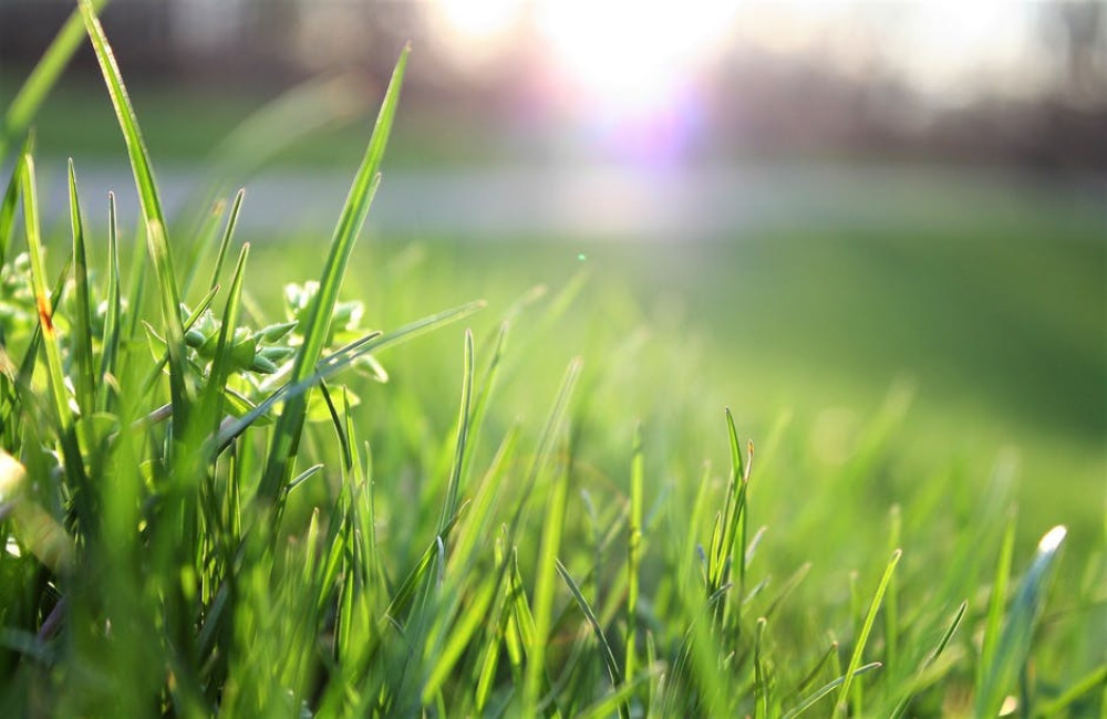 Welk type grasmaaier is het beste voor jouw gazon?