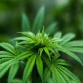 Wat is de DaVinci vaporizer?