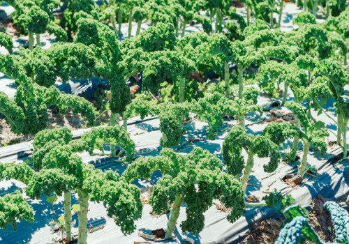 Wanneer plant je boerenkool in de moestuin voor oogst na de eerste nachtvorst?
