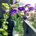Hoe een groene omgeving invloed heeft op je gezondheid